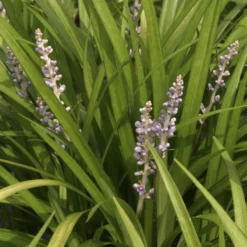 Liriope spicata - Grün wo sonst nichts wächst