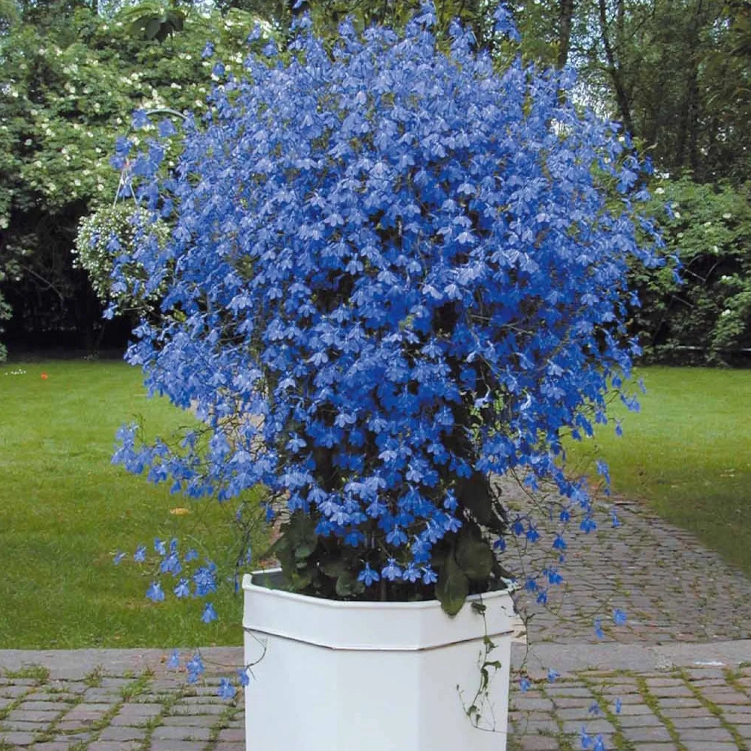 Lobelien Azuro (x3) - Blaue Blütenkaskade sofort