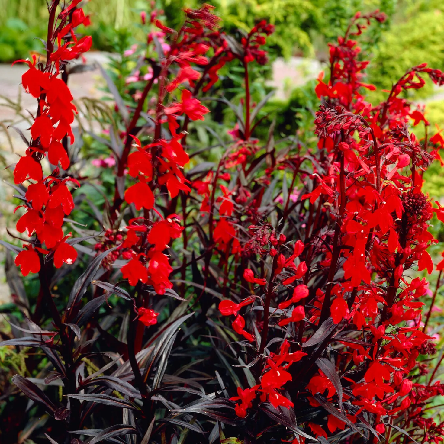 Lobelie 'Queen Victoria' - Feuerrot am Teichrand