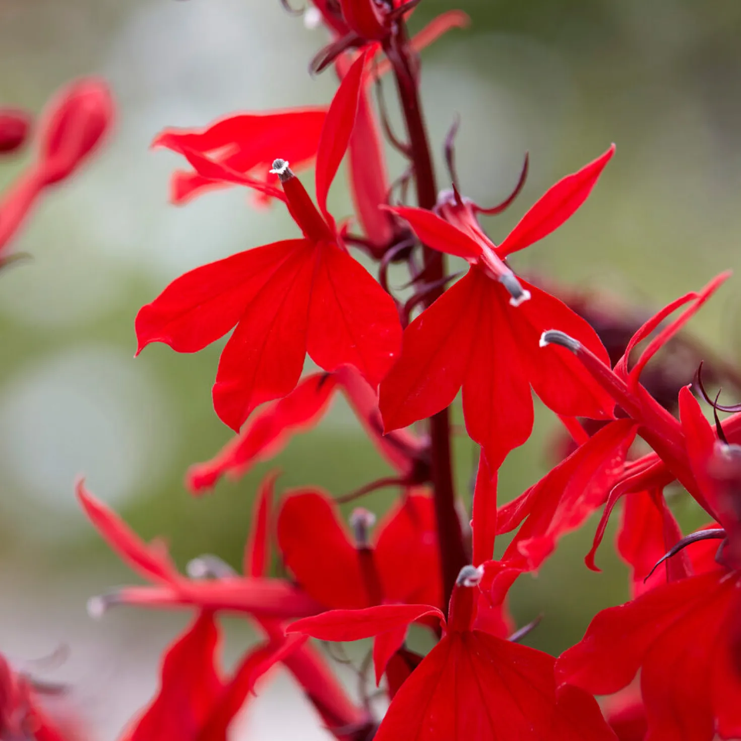 Lobelie 'Queen Victoria' - Feuerrot am Teichrand