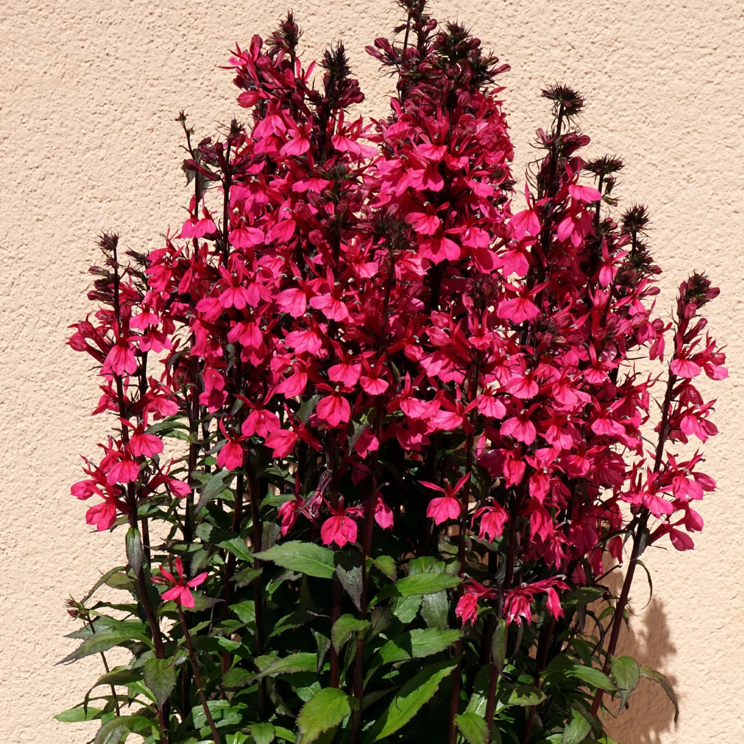Lobelie Russian Princess - Leuchtend rote Blüten