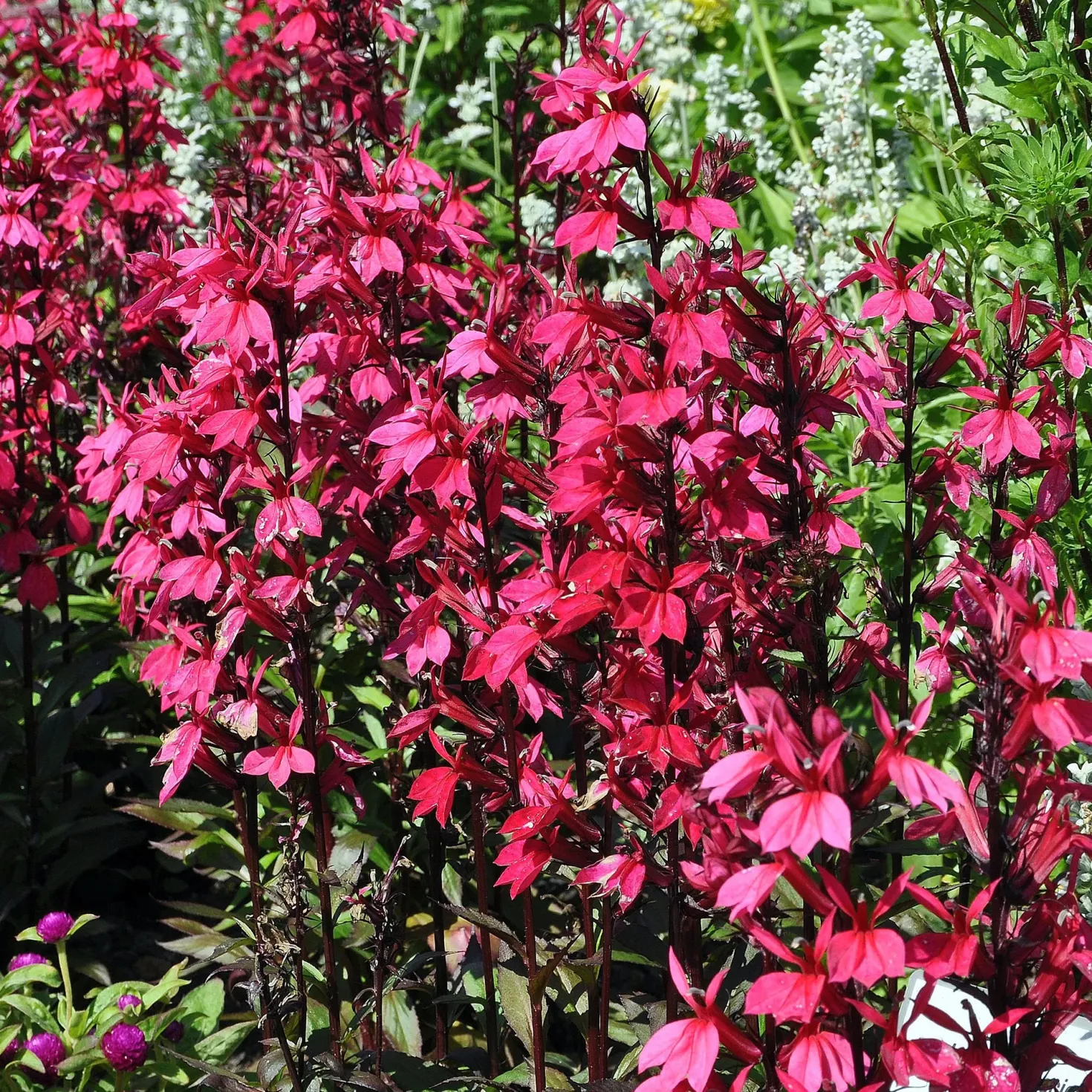 Lobelie Russian Princess - Leuchtend rote Blüten