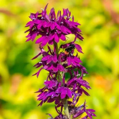 Lobelie Vedrariensis - Violette Blütenpracht im Beet