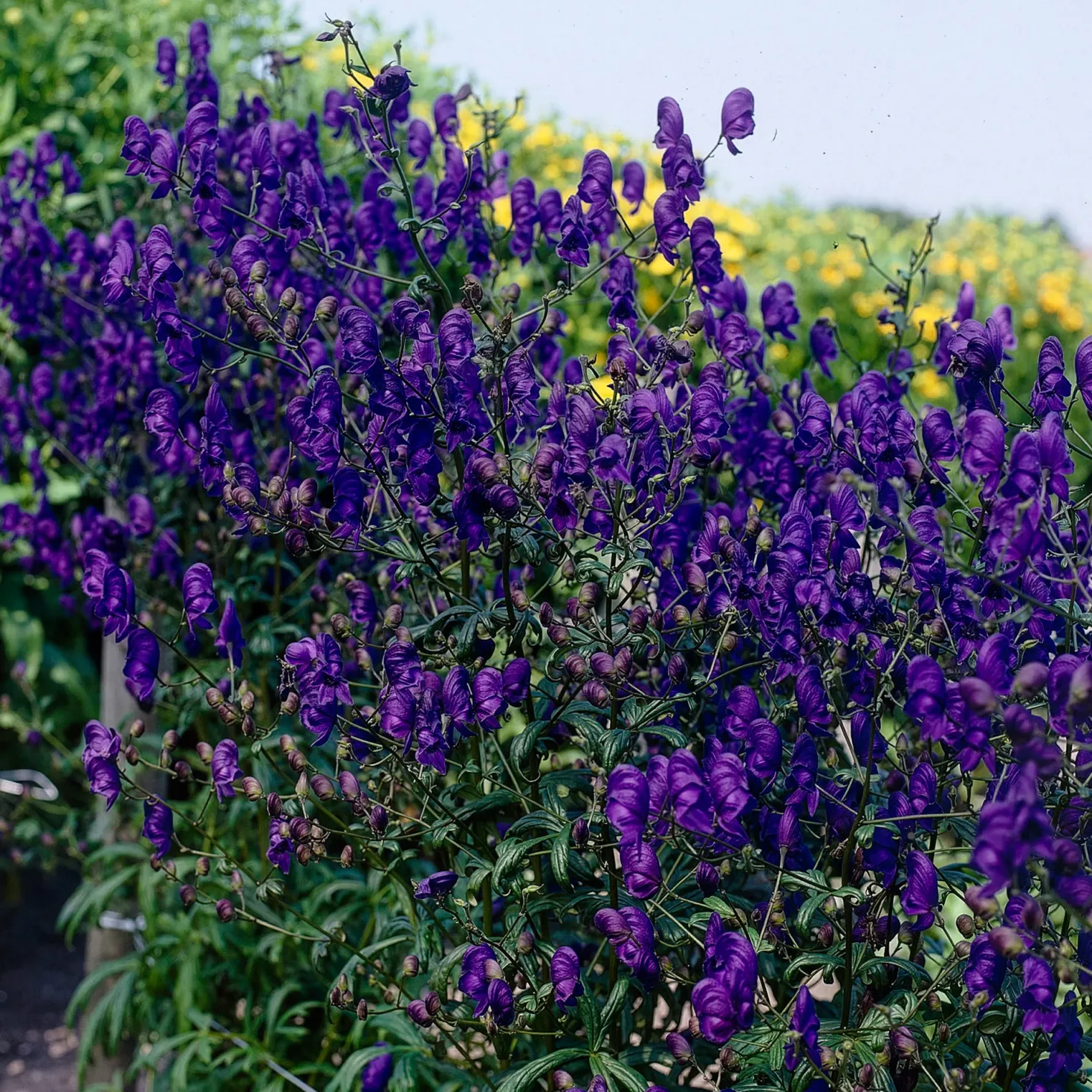 Lockerer Eisenhut Spark - Blauviolette Blüten im Spätsommer