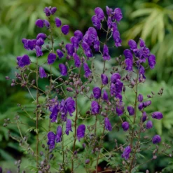 Lockerer Eisenhut Spark - Blauviolette Blüten im Spätsommer