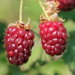 Loganbeere - Ernte satt, Pflege leicht