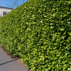 Lorbeerkirsche - Blickdicht in einer Saison