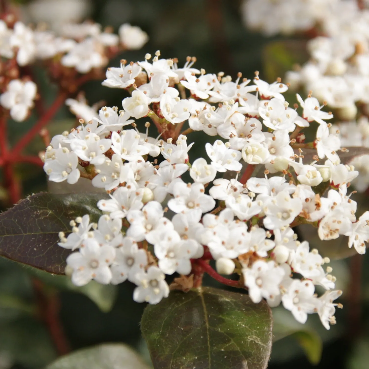 Lorbeerschneeball Eve Price - Blüht mitten im Winter
