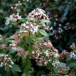 Lorbeerschneeball Spirit - Blüten mitten im Winter
