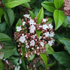 Lorbeerschneeball Spirit - Blüten mitten im Winter