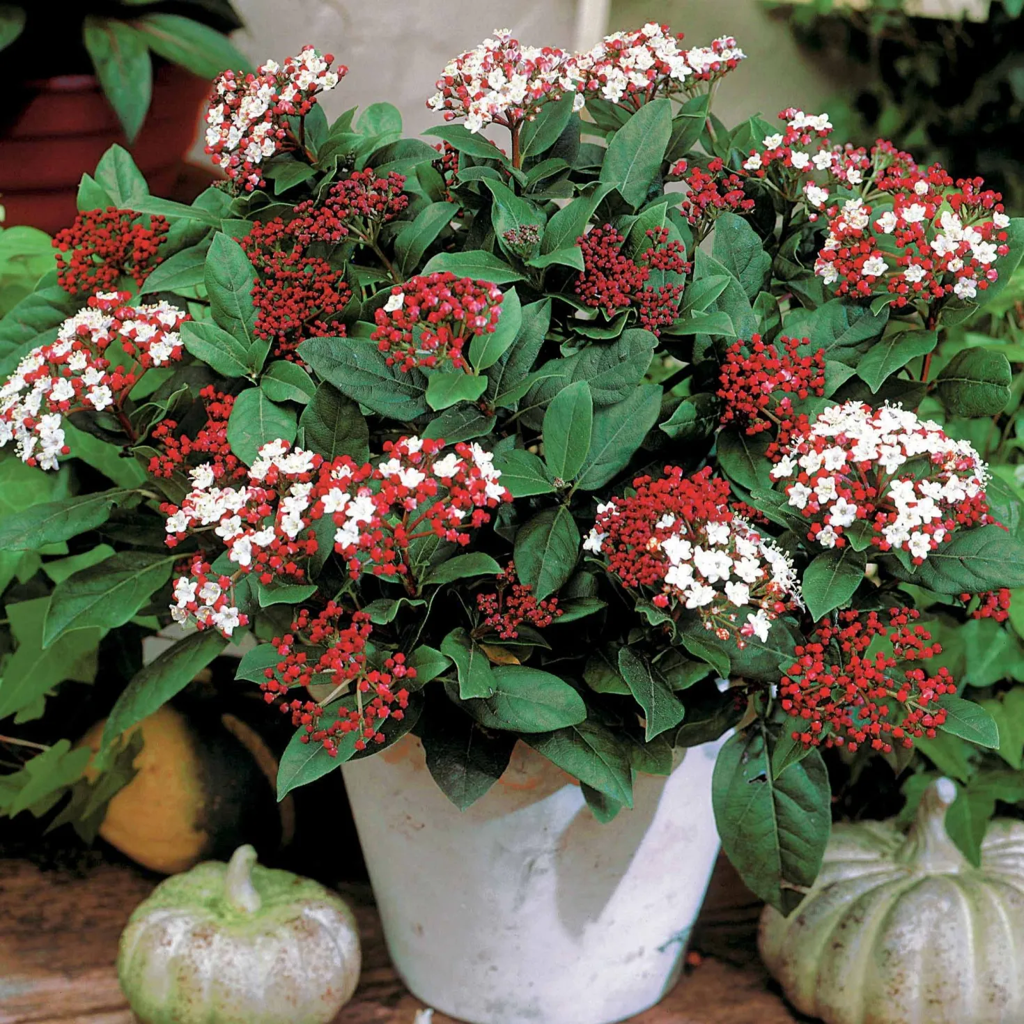 Lorbeerschneeball Spirit - Blüten mitten im Winter