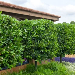 Lorbeerstrauch (Laurus nobilis) - Winterhart - Würze direkt vom Strauch