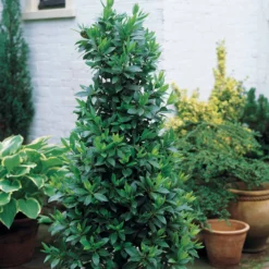 Lorbeerstrauch (Laurus nobilis) - Winterhart - Würze direkt vom Strauch