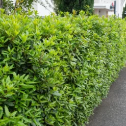 Lorbeerstrauch (Laurus nobilis) - Winterhart - Würze direkt vom Strauch