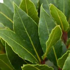 Lorbeerstrauch (Laurus nobilis) - Winterhart - Würze direkt vom Strauch