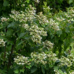 Losbaum (Clerodendrum) - Duft und Farbe im Herbst