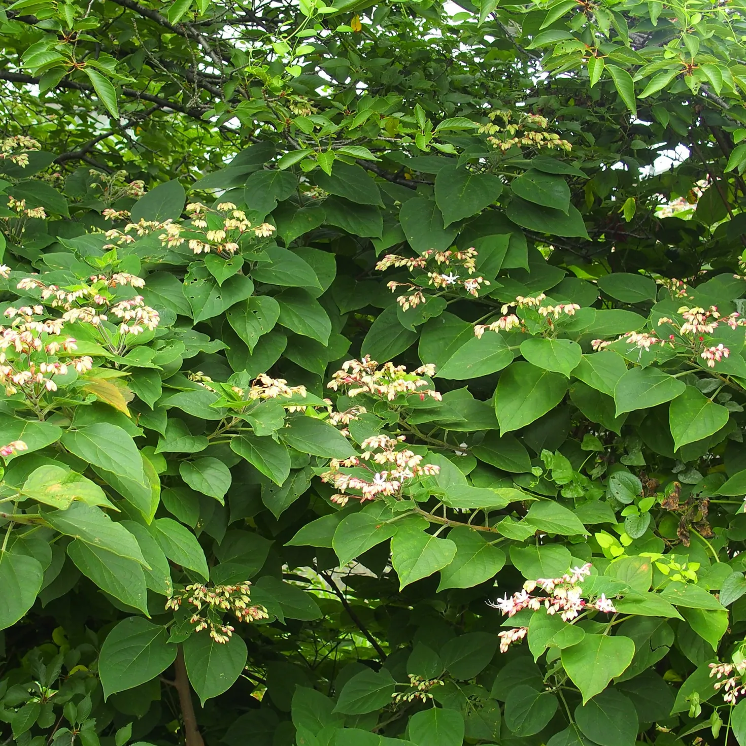 Losbaum (Clerodendrum) - Duft und Farbe im Herbst