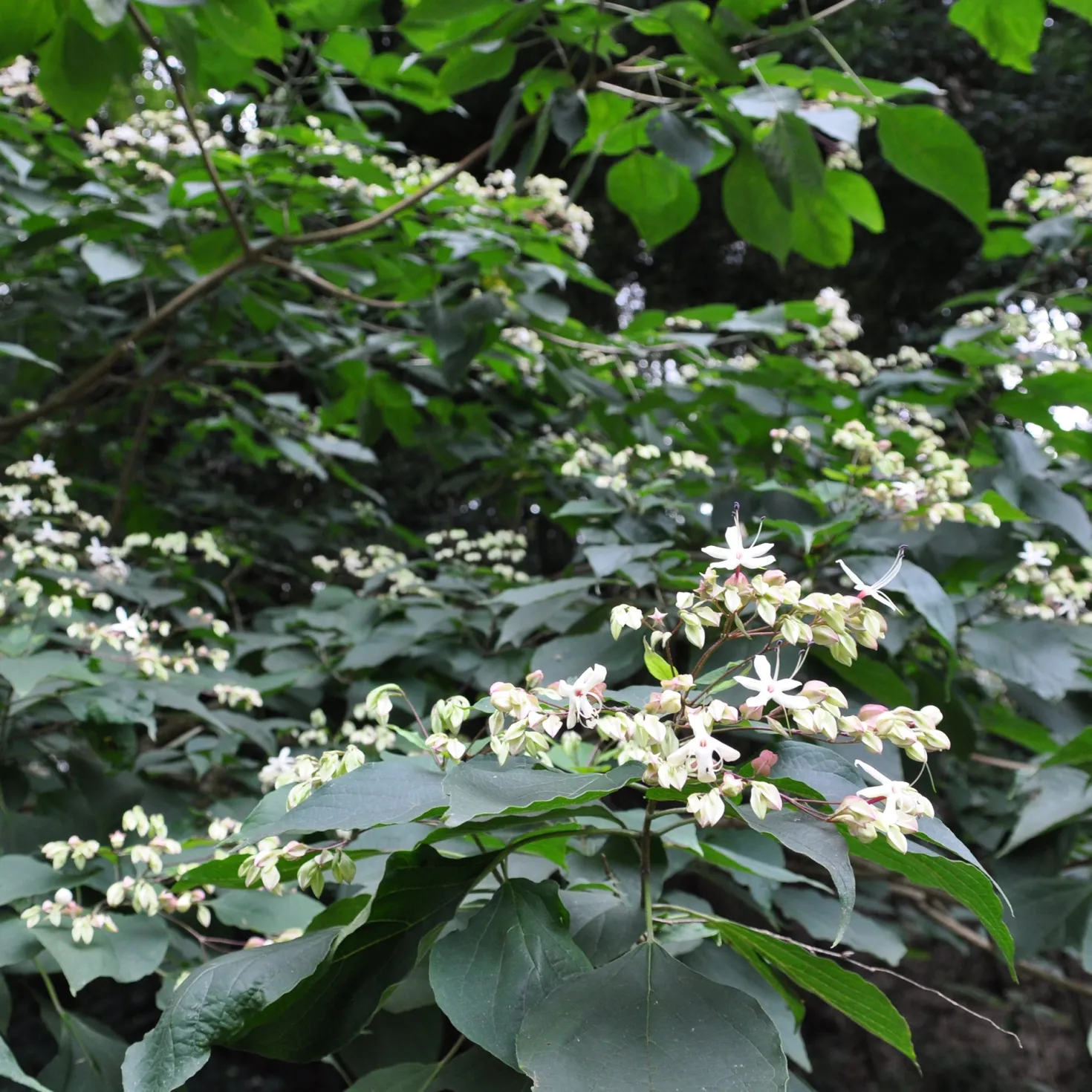 Losbaum (Clerodendrum) - Duft und Farbe im Herbst