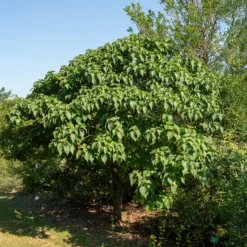 Losbaum (Clerodendrum) - Duft und Farbe im Herbst