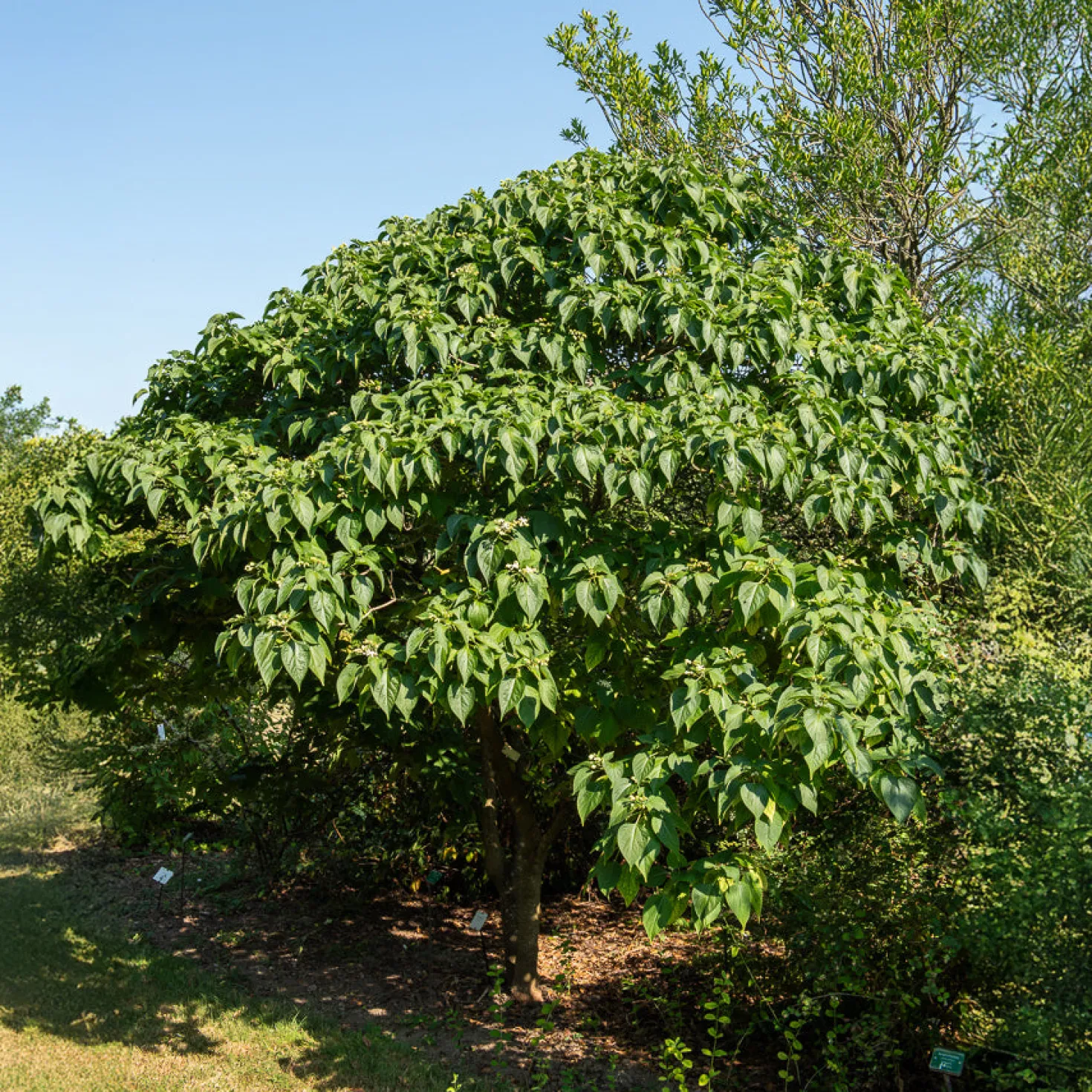 Losbaum (Clerodendrum) - Duft und Farbe im Herbst