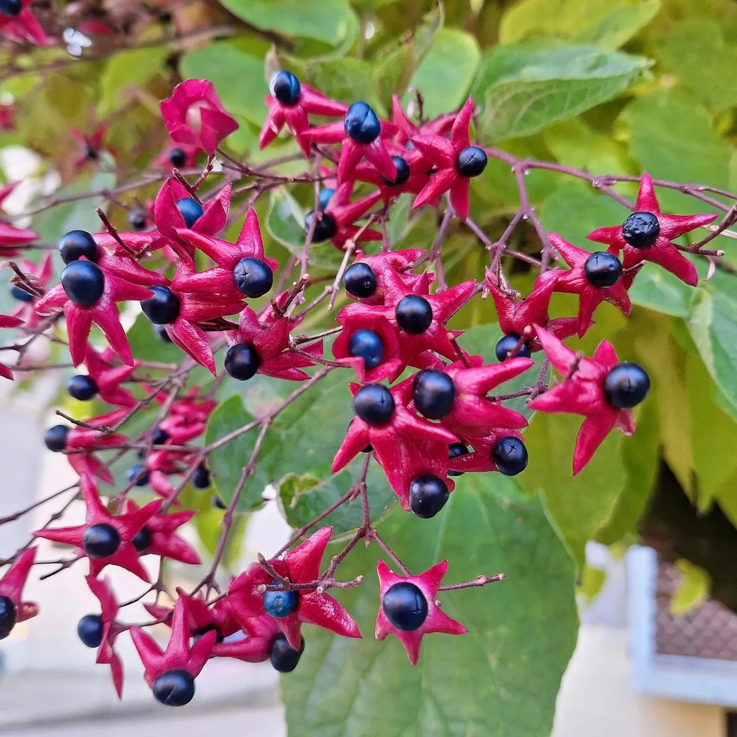 Losbaum (Clerodendrum) - Duft und Farbe im Herbst