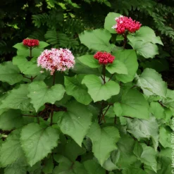 Losbaum - Rosa Duftwolke im Spätsommer