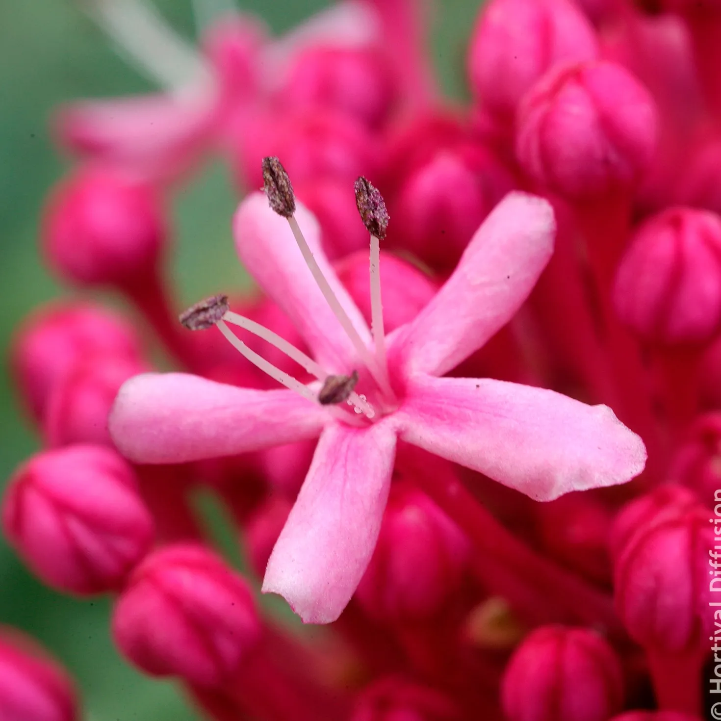 Losbaum - Rosa Duftwolke im Spätsommer