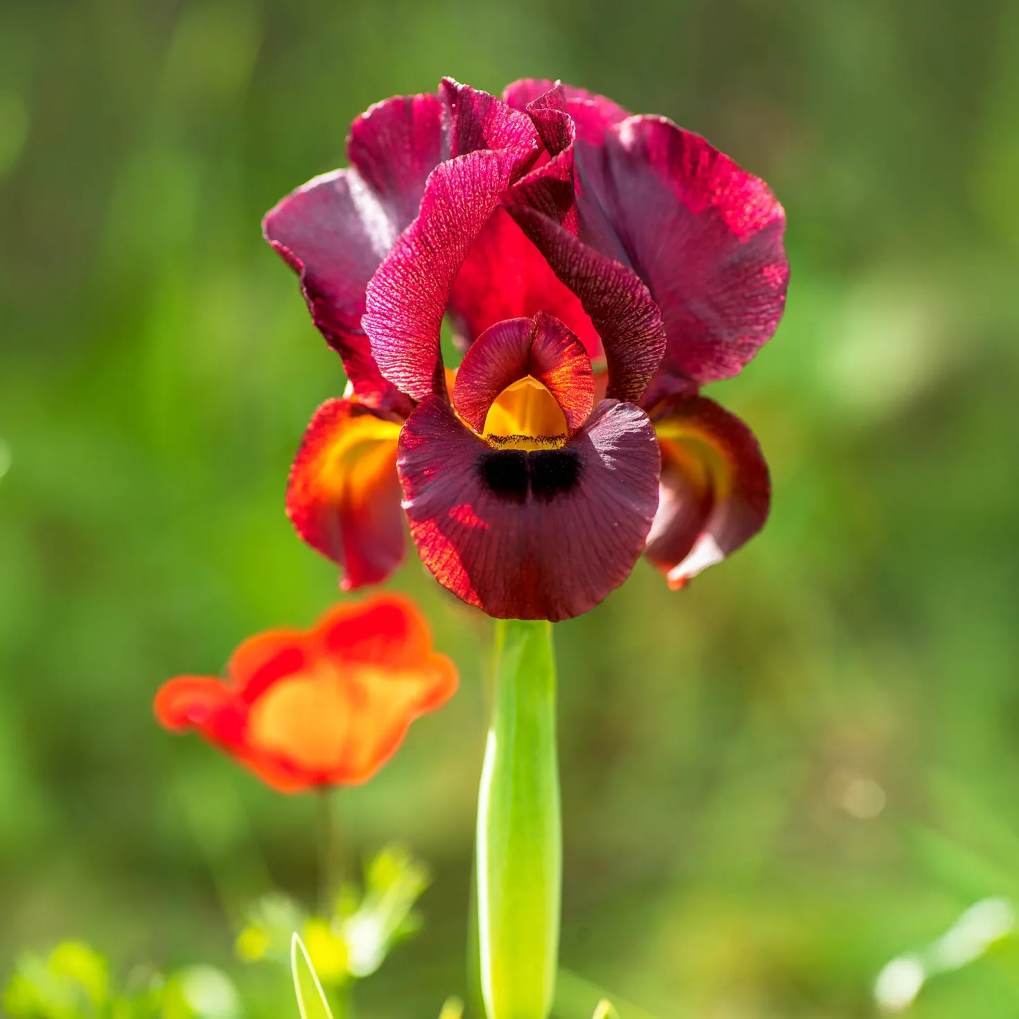 Louisiana-Iris Ann Chowning - Rote Blüten am Wasser