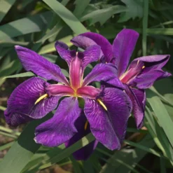 Louisiana-Iris 'Black Gamecock' (Schwarze Schwertlilie) - Tiefviolett am Teichrand