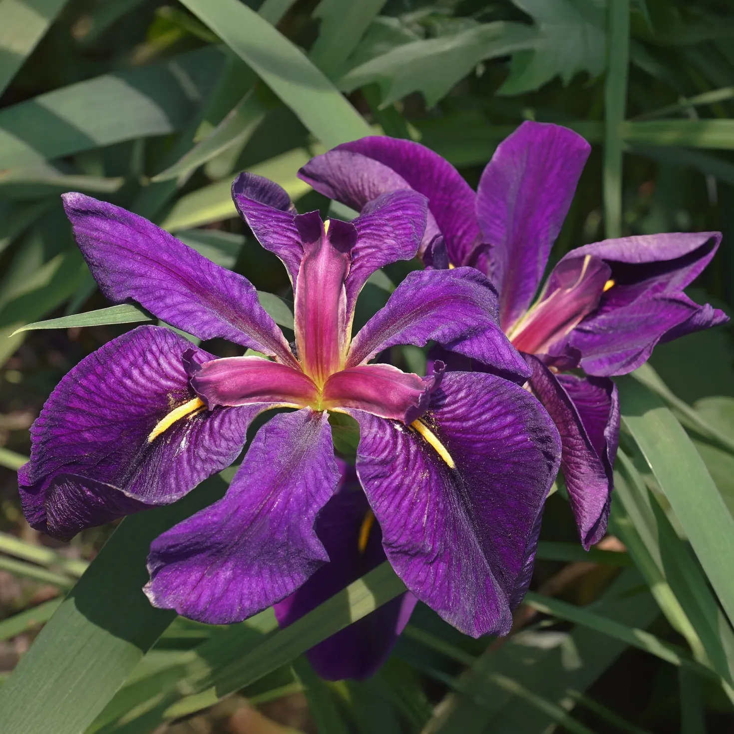 Louisiana-Iris 'Black Gamecock' (Schwarze Schwertlilie) - Tiefviolett am Teichrand