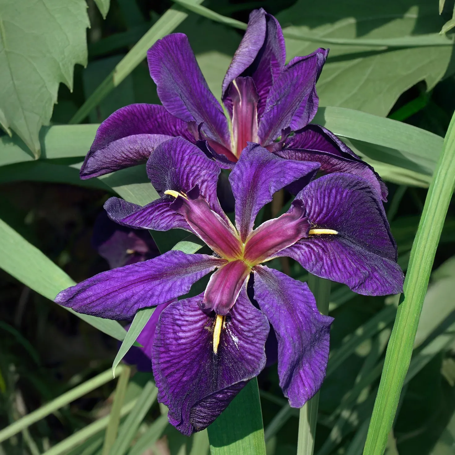 Louisiana-Iris 'Black Gamecock' (Schwarze Schwertlilie) - Tiefviolett am Teichrand
