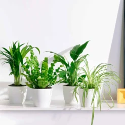 Luftreinigende Zimmerpflanzen-Kollektion mit weißen Übertöpfen - Pflegeleichte Pflanzen für saubere Räume