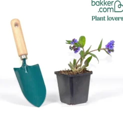 Lungenkraut 'Blue Ensign' - Blaue Blüten im Winter