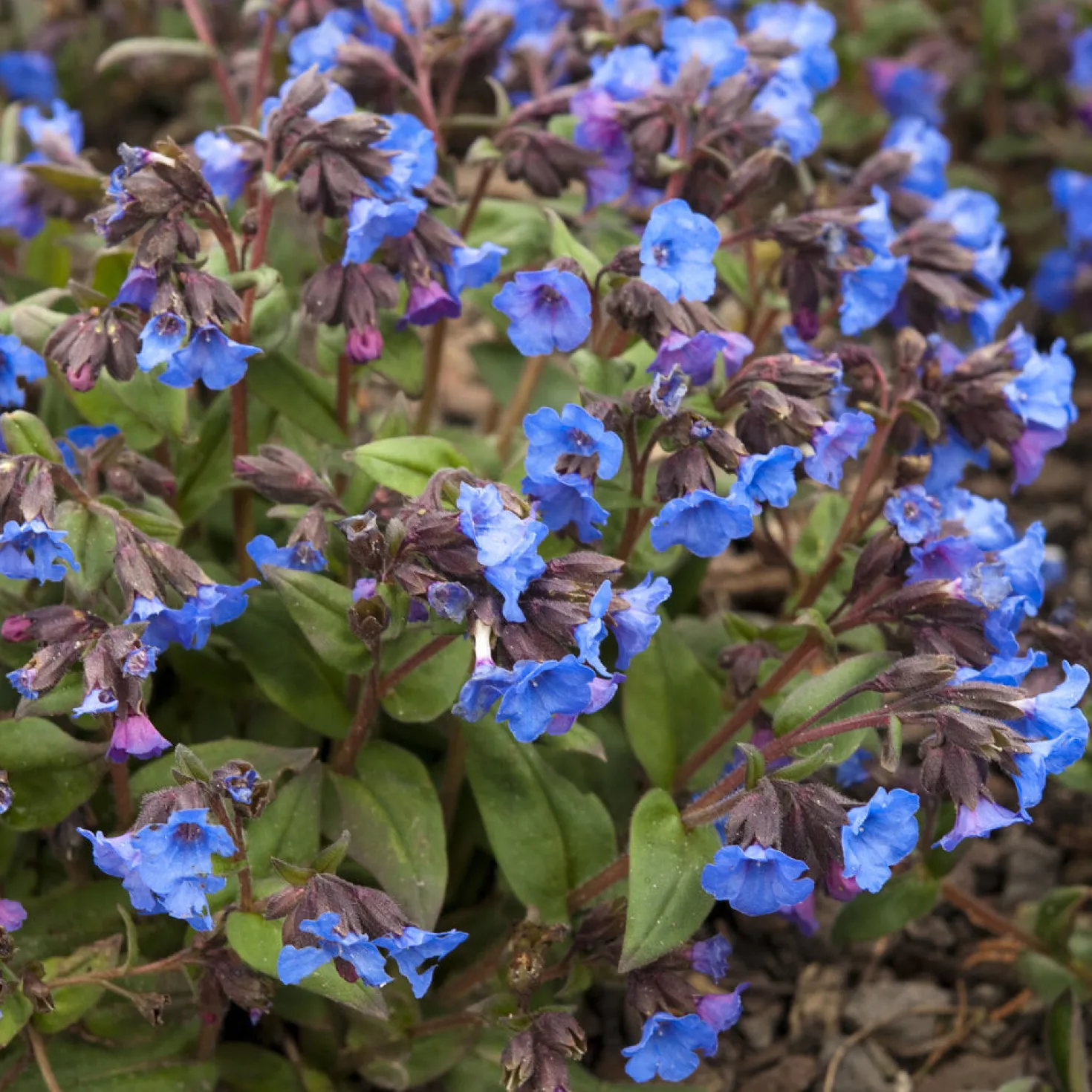 Lungenkraut 'Blue Ensign' - Blaue Blüten im Winter