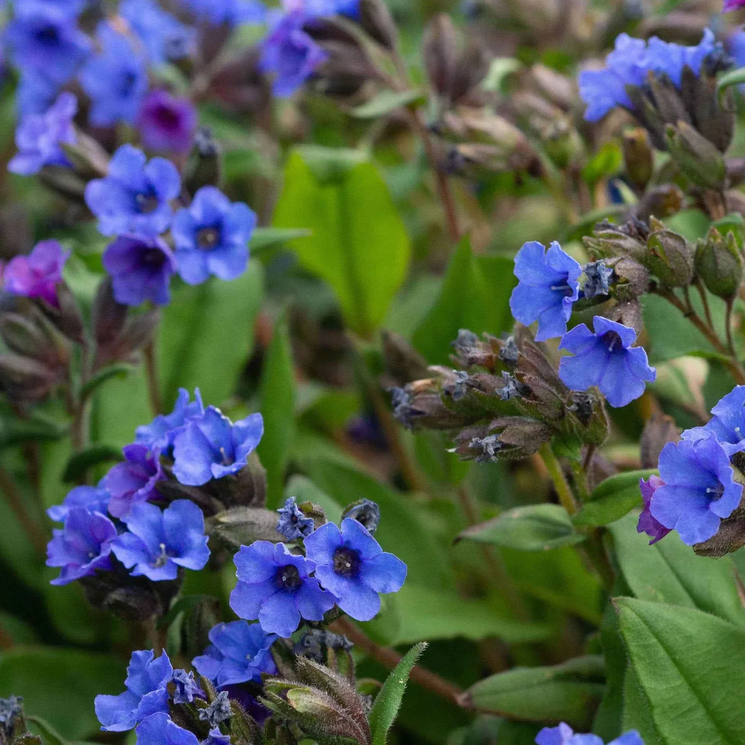 Lungenkraut 'Blue Ensign' - Blaue Blüten im Winter