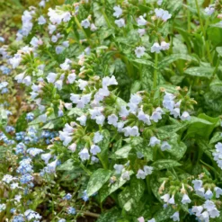 Lungenkraut ‘Opal’ - Weißer Blütenzauber im Schatten