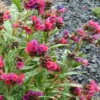 Lungenkraut 'Raspberry Splash' - Farbe im Halbschatten