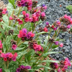 Lungenkraut 'Raspberry Splash' - Farbe im Halbschatten