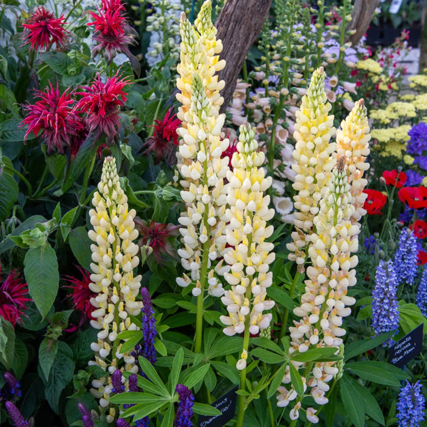 Lupine 'Chandelier' - Leuchtende Blütenkerzen