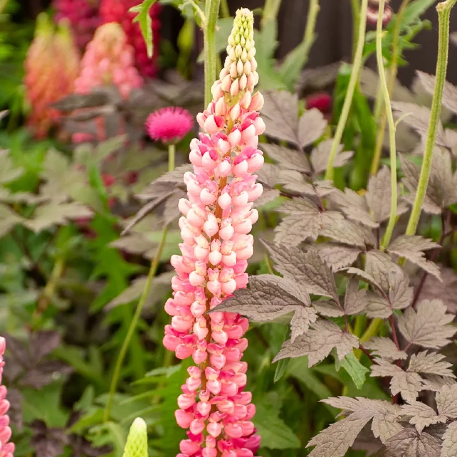 Lupine 'Gallery Pink' - Rosa Blütenkerzen im Beet