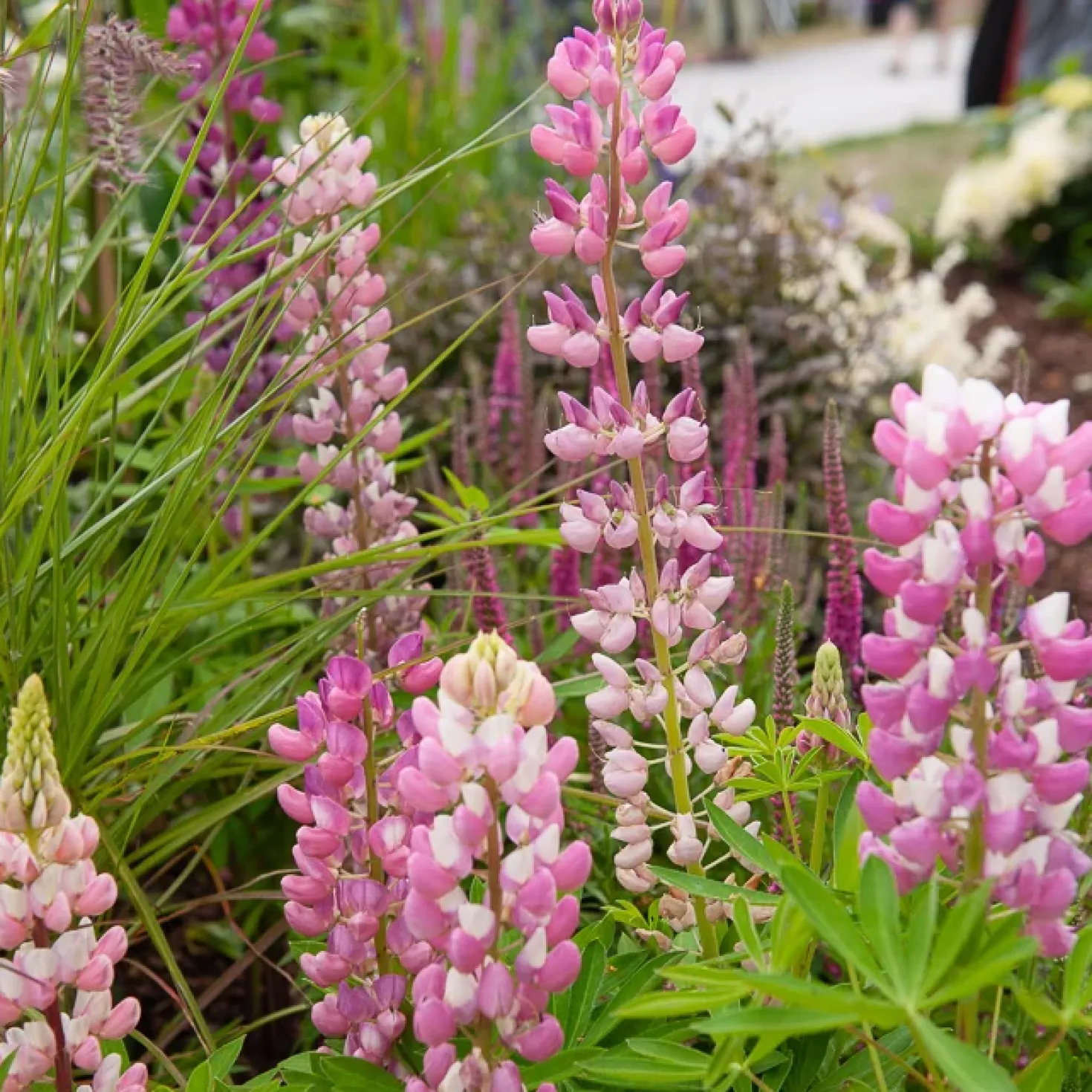 Lupine 'Gallery Pink' - Rosa Blütenkerzen im Beet