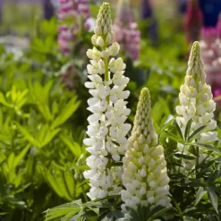 Lupine 'Gallery Weiß' - Weiße Blütenkerzen im Nu