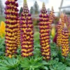 Lupine Manhattan Lights - Zweifarbig, sofort ein Hingucker