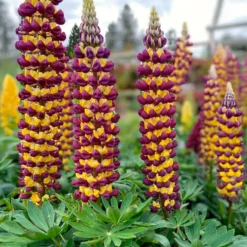 Lupine Manhattan Lights - Zweifarbig, sofort ein Hingucker