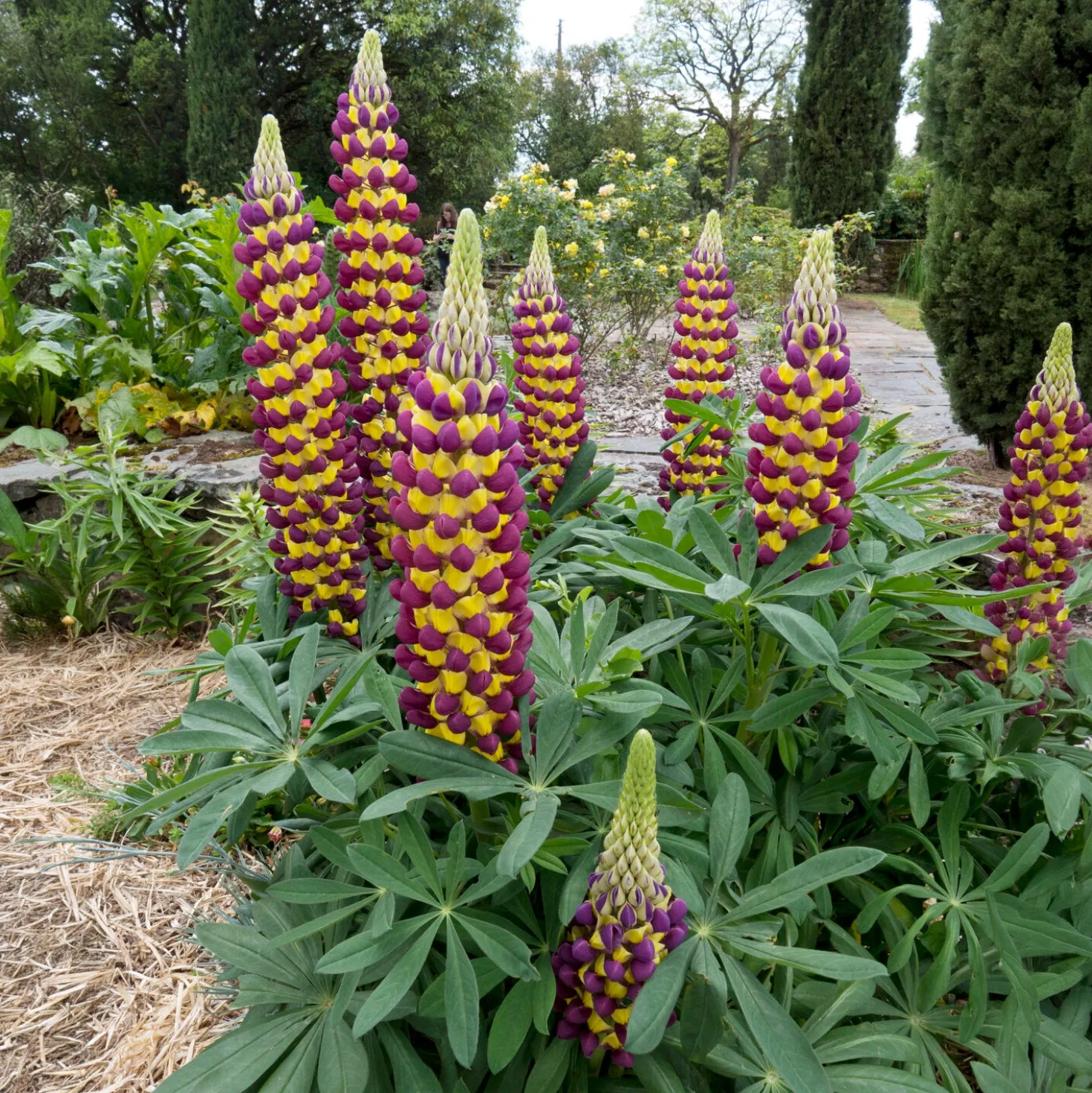 Lupine Manhattan Lights - Zweifarbig, sofort ein Hingucker