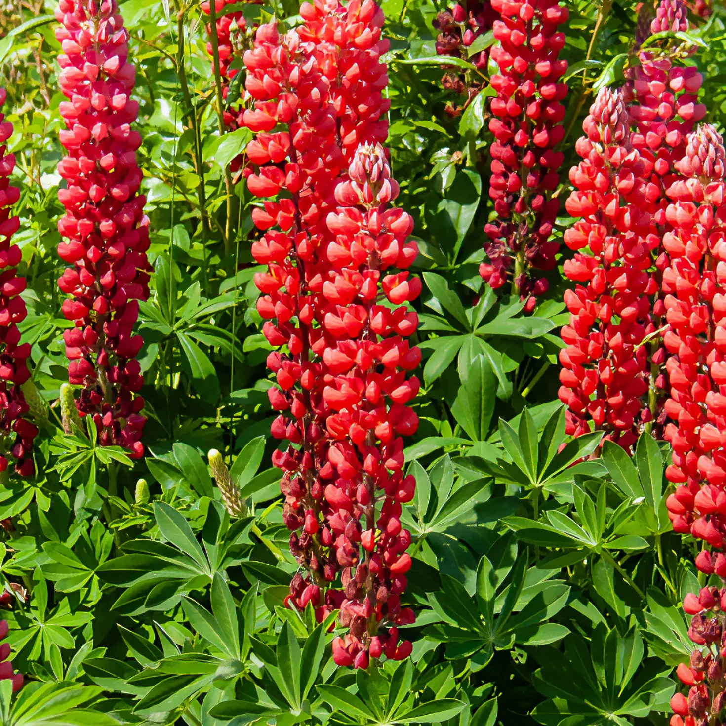 Lupine ‘My Castle’ - Leuchtend rote Blütenkerzen