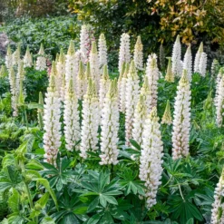 Lupine Noble Maiden - Weiße Blütenkerzen im Beet