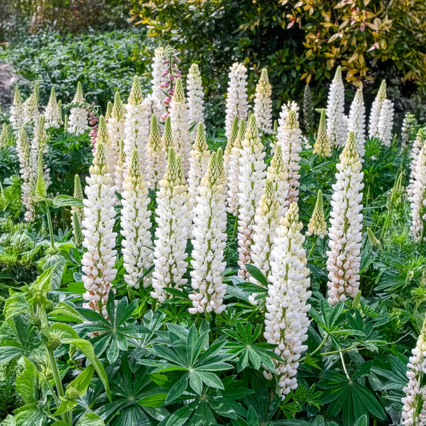 Lupine Noble Maiden - Weiße Blütenkerzen im Beet