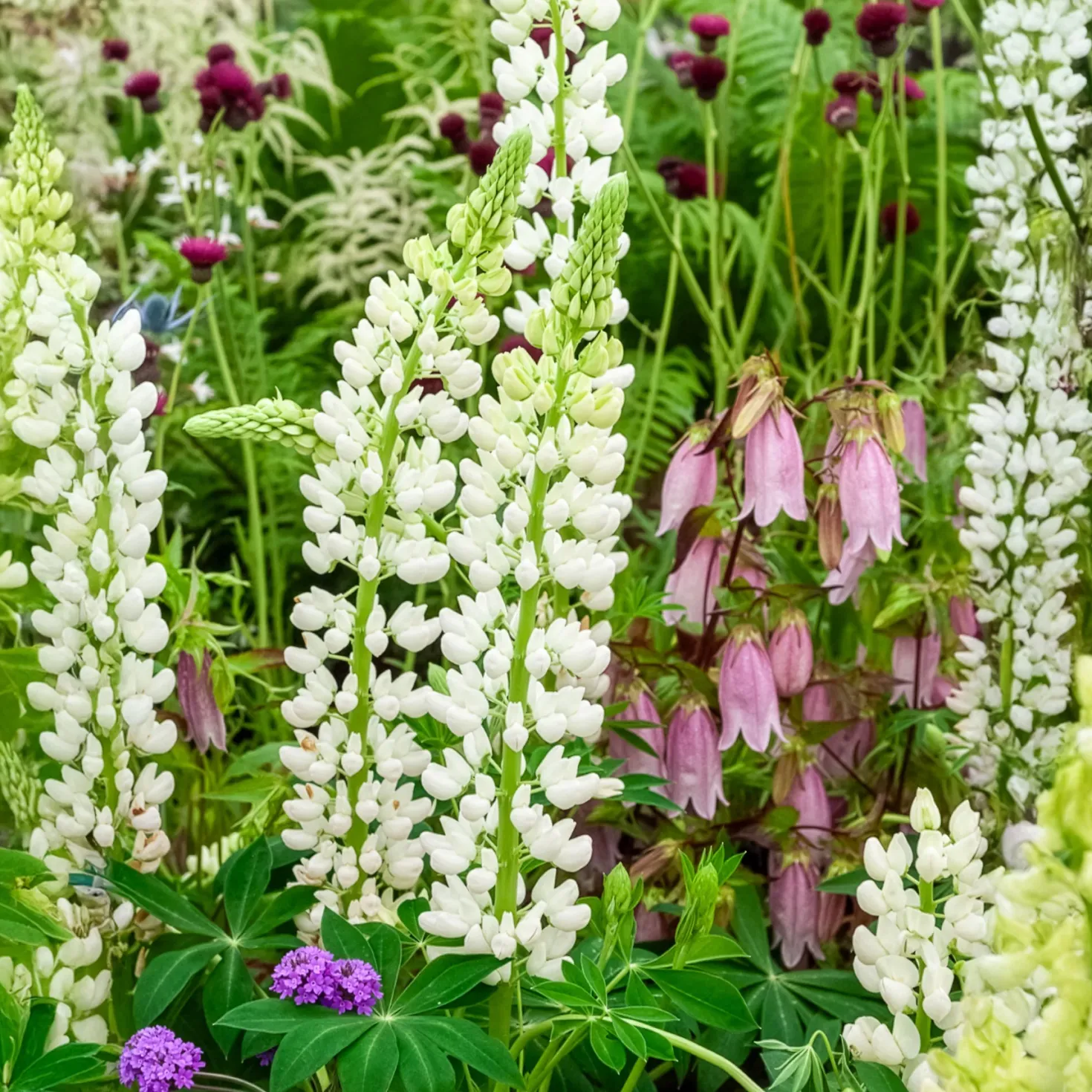 Lupine Noble Maiden - Weiße Blütenkerzen im Beet
