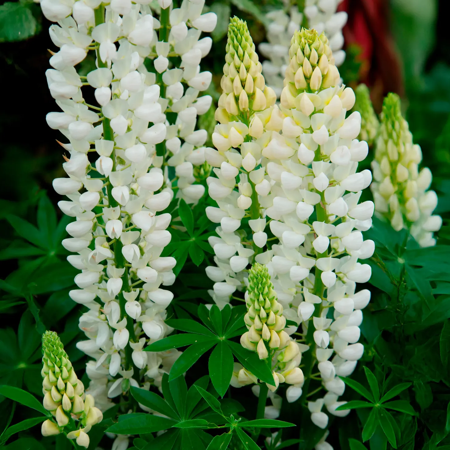 Lupine Noble Maiden - Weiße Blütenkerzen im Beet